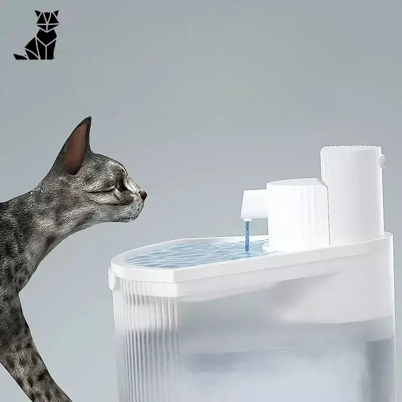 Chat intrigué par une fontaine d’eau fraîche pour animaux
