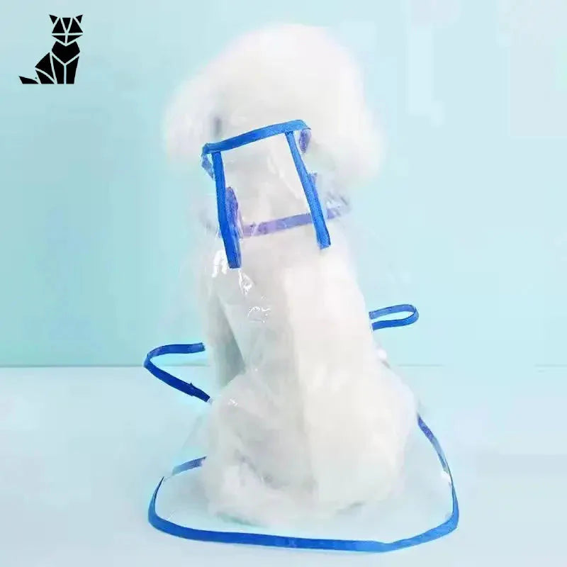 Un chien blanc dans un harnais bleu portant l’imperméable transparent pour chien pour une protection efficace