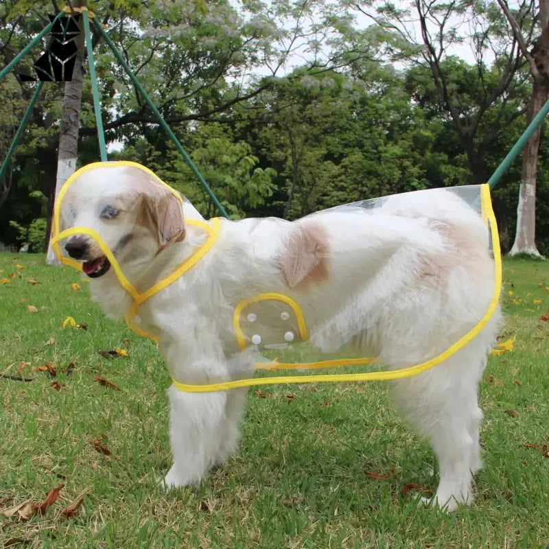 Un chien avec un harnais se tient dans l’herbe, mettant en valeur le design protecteur de l’imperméable transparent pour chien