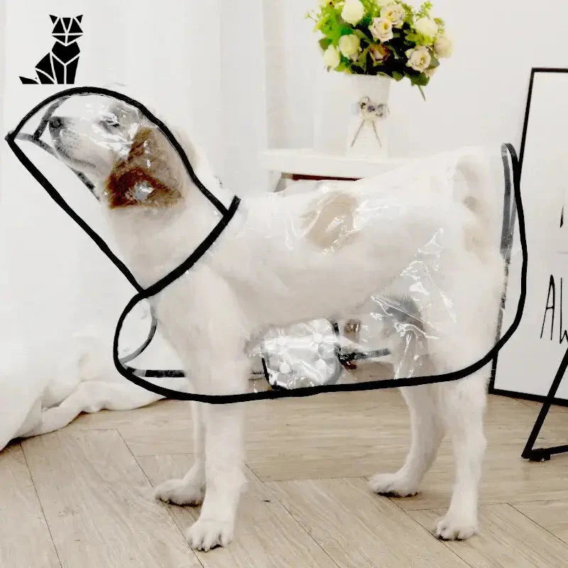 Le chien porte un imperméable transparent pour une protection efficace et un design élégant